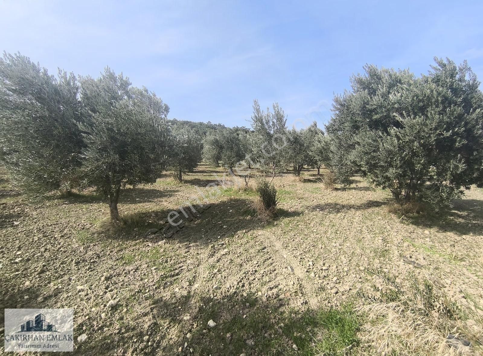 Bergama Örlemiş Zeytindag Yolu Na Cepheli Satılık Zeytinlik - Görsel 7