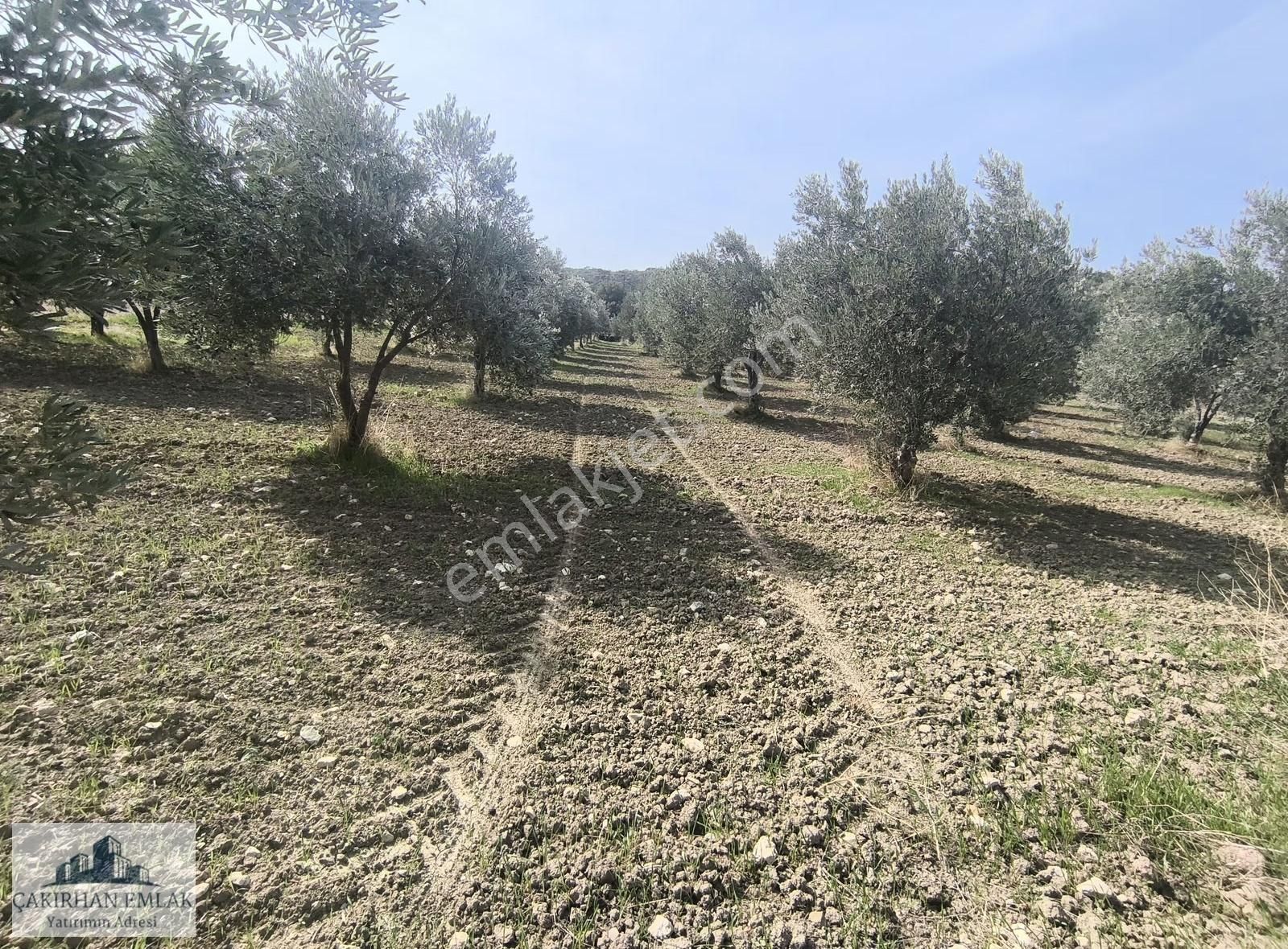 Bergama Örlemiş Zeytindag Yolu Na Cepheli Satılık Zeytinlik - Görsel 4