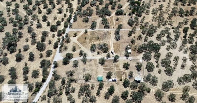 Şakran Merkezde Denize Ve Göle Yakın Satılık Zeytinlik - Görsel 3