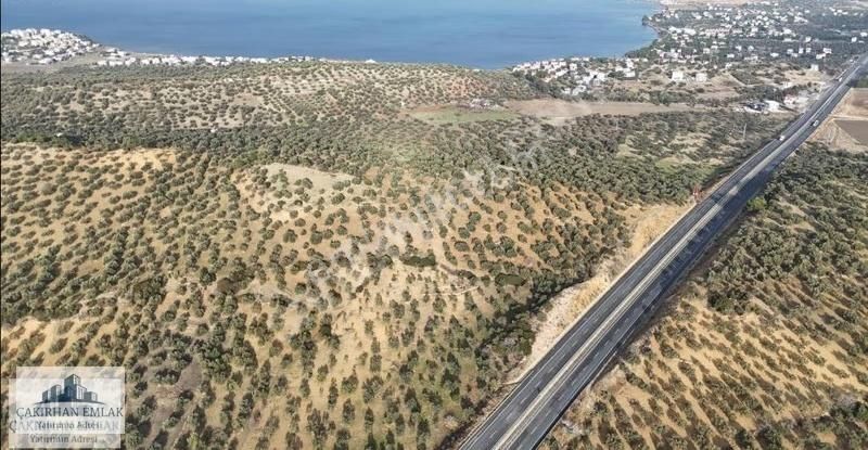 Şakran Merkezde Denize Ve Göle Yakın Satılık Zeytinlik - Görsel 6