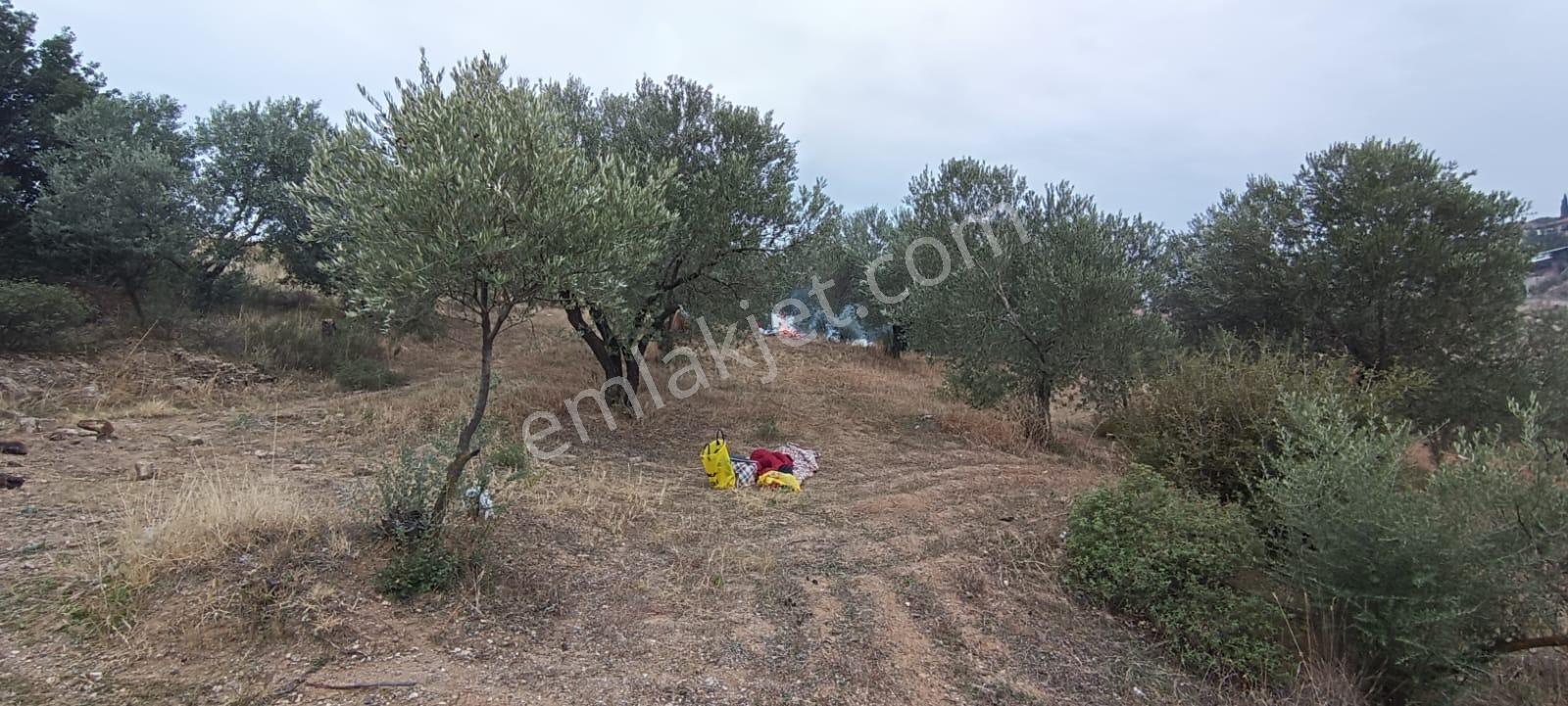 Turpa'dan Sinirli Mh. Satılık Fırsat Tek Tapu Zeytinlik - Görsel 2