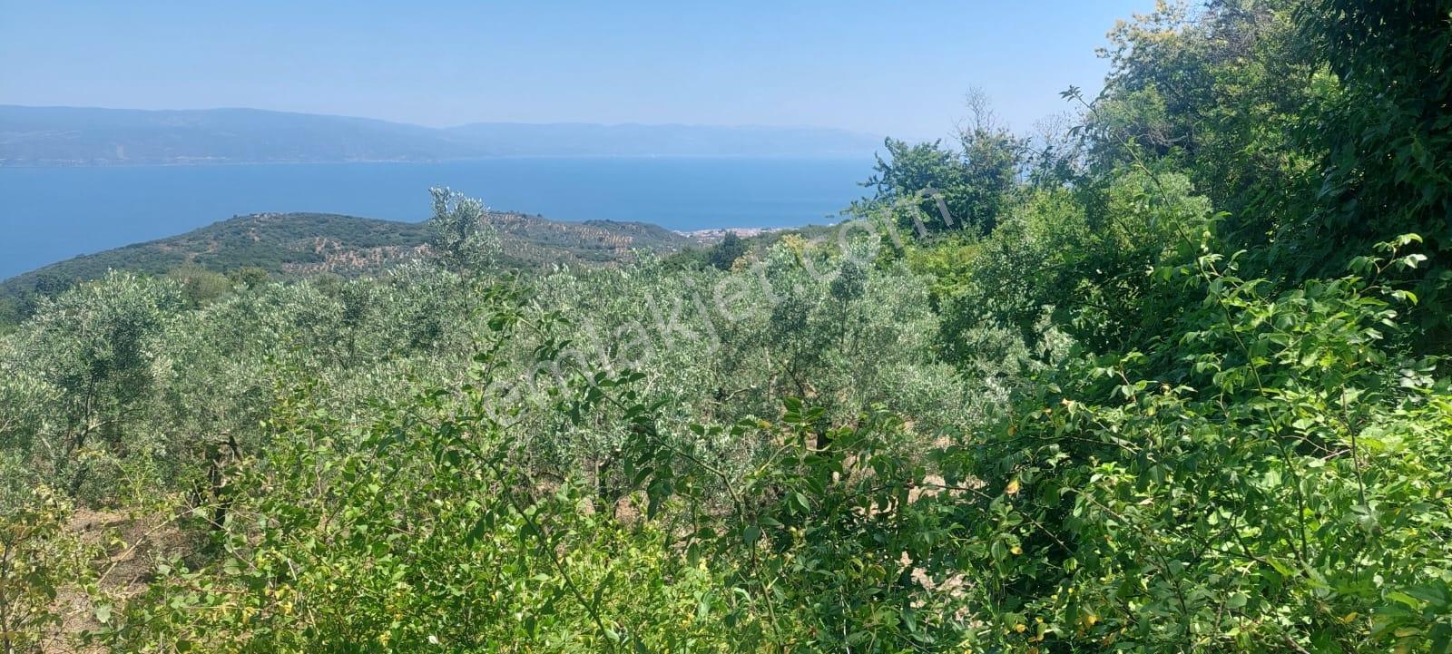 Expert'ten Mudanya Kumyaka'da 6.279 M² Satılık Zeytinlik - Görsel 9