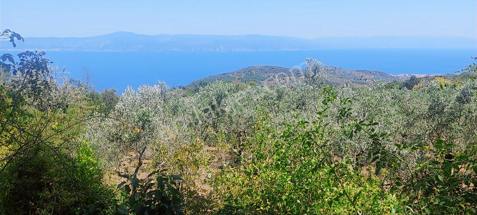 Expert'ten Mudanya Kumyaka'da 6.279 M² Satılık Zeytinlik - Görsel 2