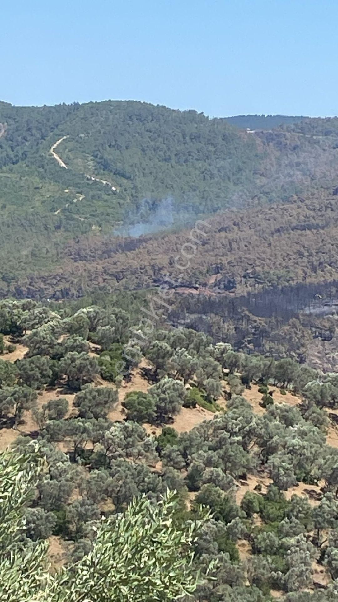 Seferihisar Orhanlı Orta Mahalle Yakınında 5 Dönüm Zeytinlik - Görsel 4