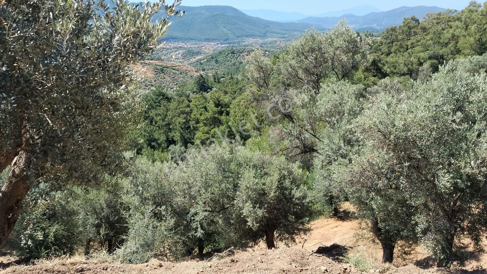 Seferihisar Orhanlı Orta Mahalle Yakınında 5 Dönüm Zeytinlik - Görsel 9