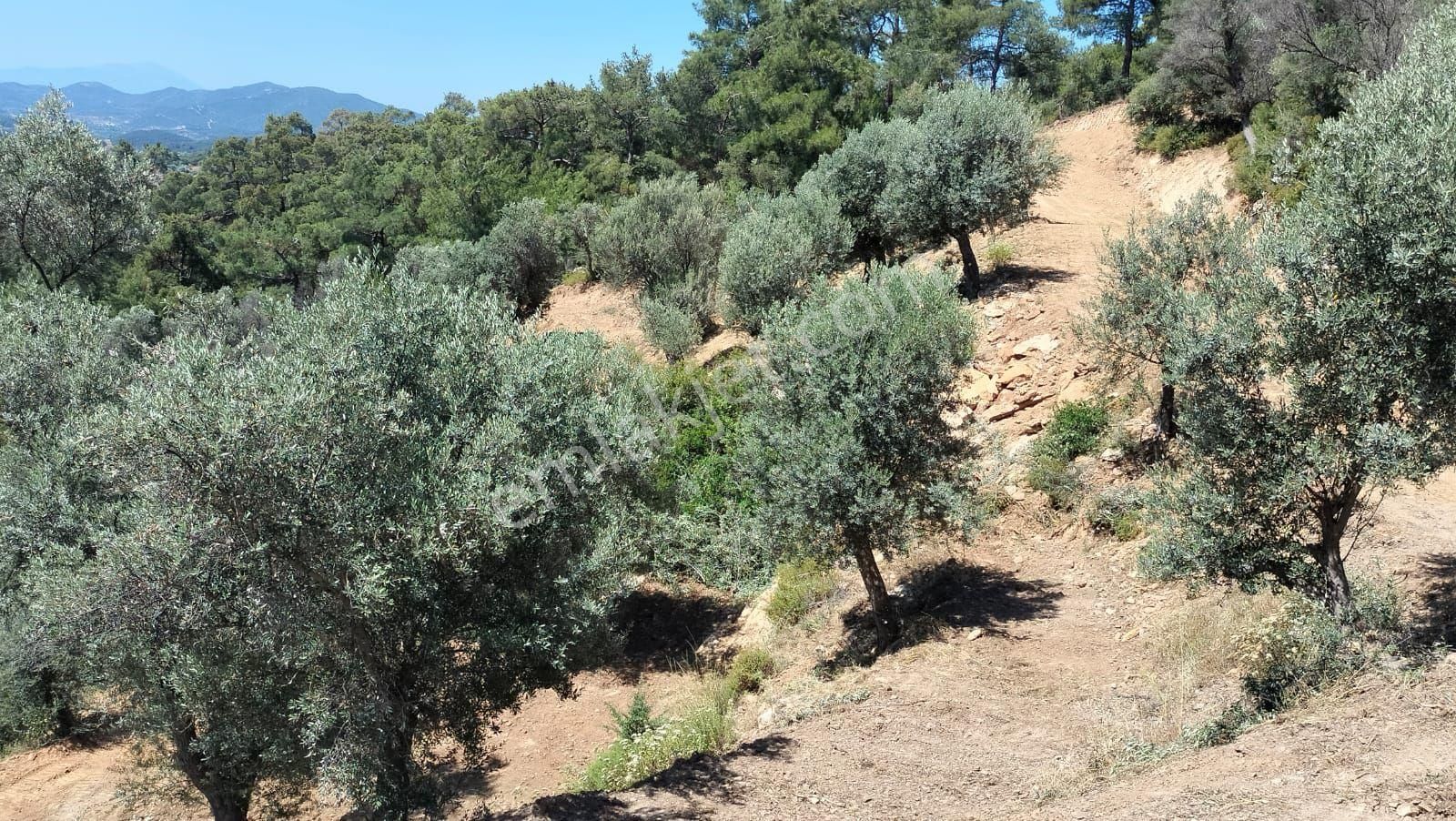 Seferihisar Orhanlı Orta Mahalle Yakınında 5 Dönüm Zeytinlik - Görsel 6