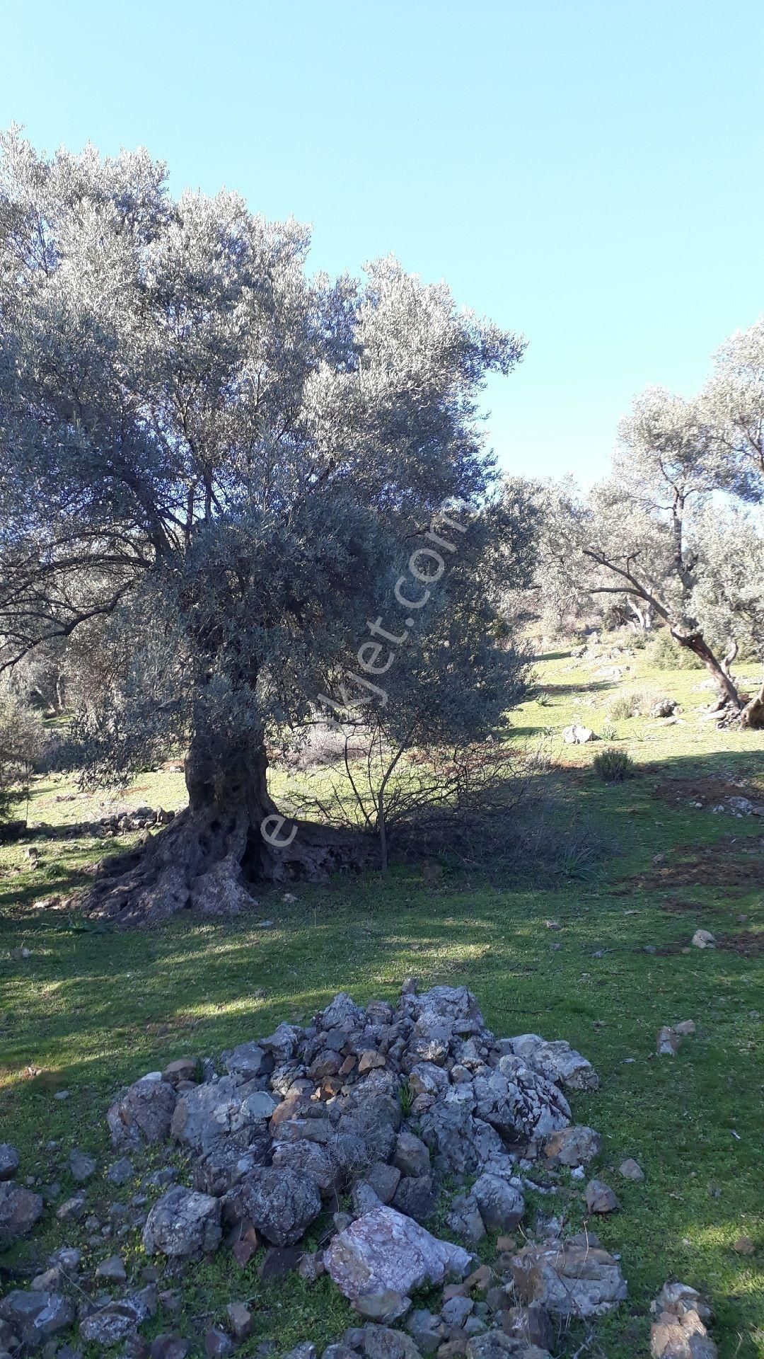 Seferihisar Orhanlı Orta Mahalle Yakınında 5 Dönüm Zeytinlik - Görsel 21