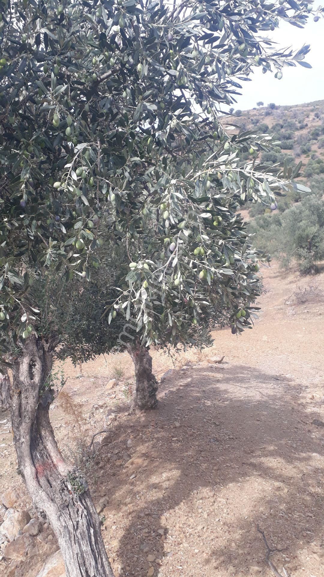 Seferihisar Orhanlı Orta Mahalle Yakınında 5 Dönüm Zeytinlik - Görsel 2