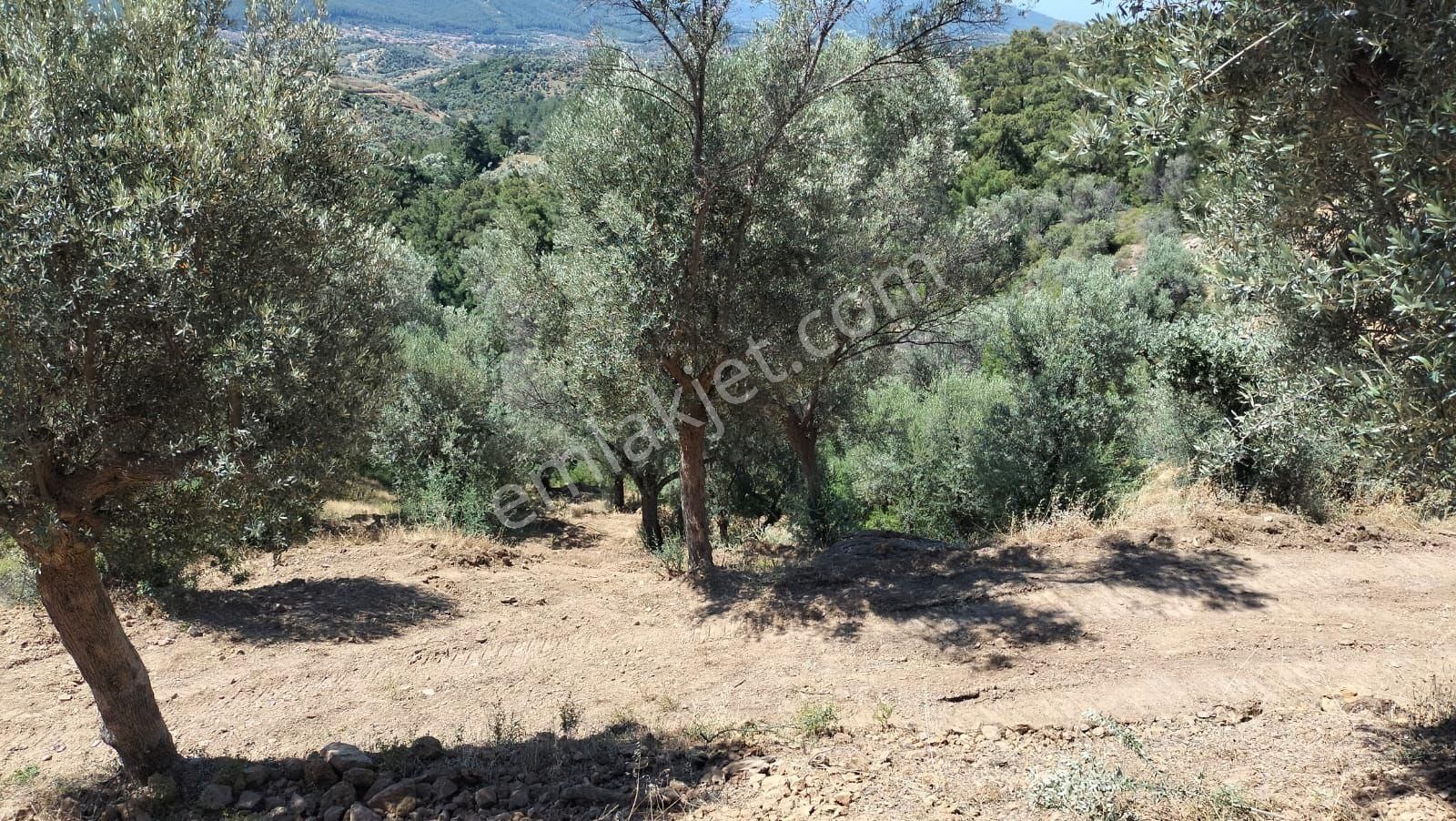 Seferihisar Orhanlı Orta Mahalle Yakınında 5 Dönüm Zeytinlik - Görsel 7