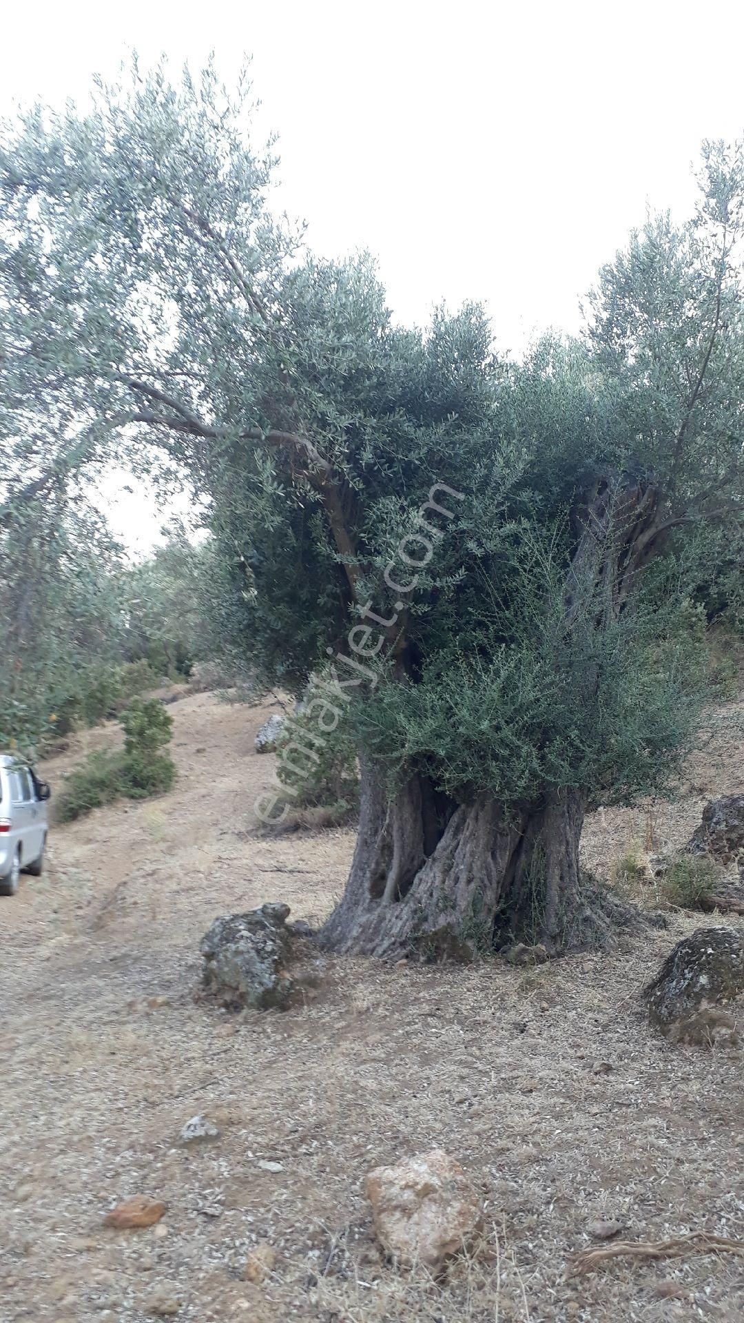 Seferihisar Orhanlı Orta Mahalle Yakınında 5 Dönüm Zeytinlik - Görsel 15