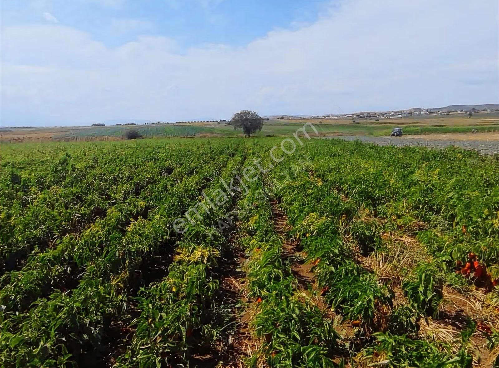 Y Şehir De Satılık Yolu Suyu Mevcut 9.515m2 Tarla