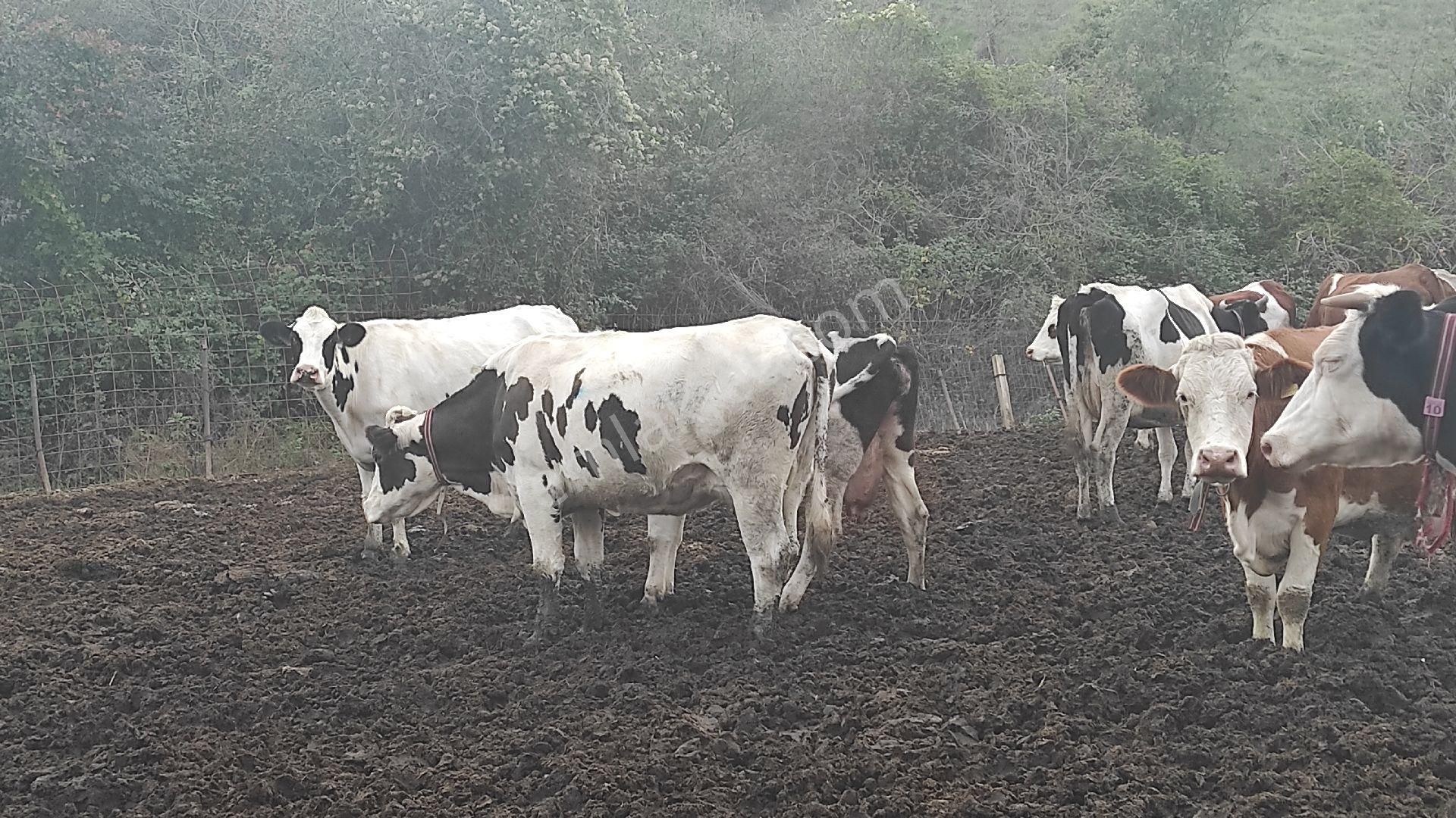 Tekirdağ, Süleymanpaşa,inecik,köyü, Civarında,işletme,faaliyetli,çiftlik - Görsel 2