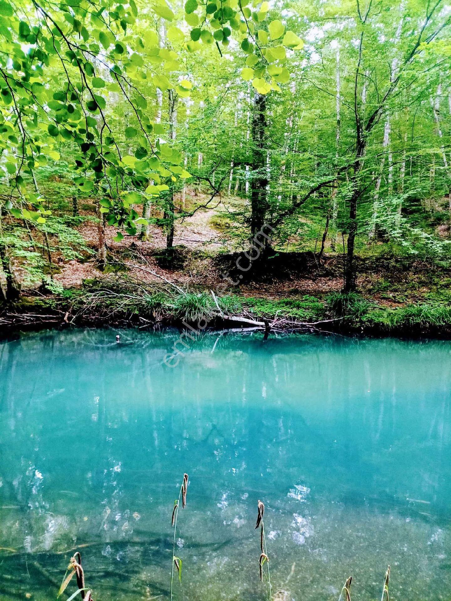 ✅ Deniz Orman Maldivler - Görsel 9