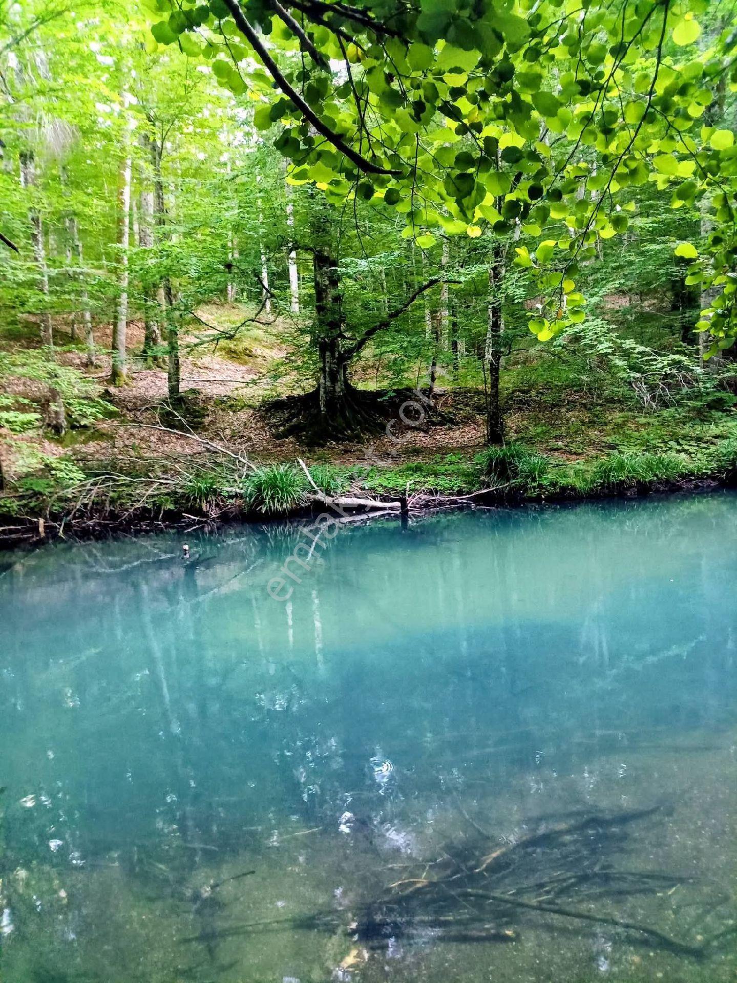 ✅ Deniz Orman Maldivler - Görsel 11