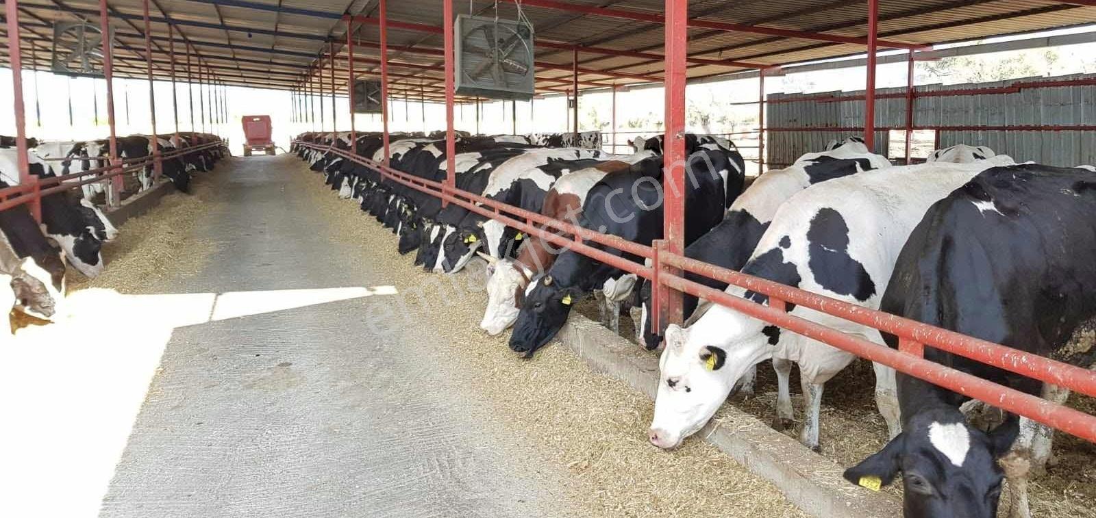 Capital Emlak'tan 500 Baş Kapasiteli Büyükbaş Hayvan İşletmesi - Görsel 7