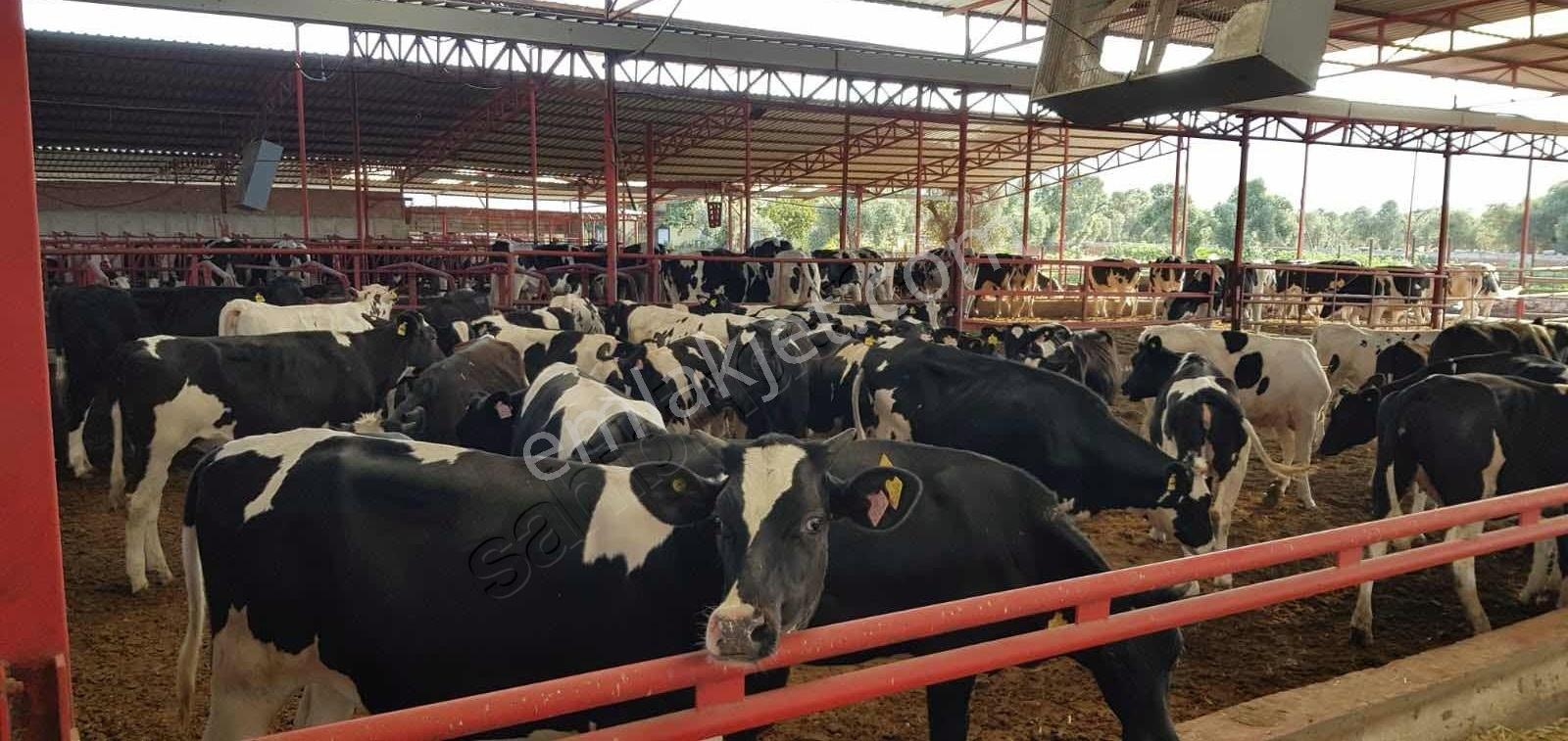 Capital Emlak'tan 500 Baş Kapasiteli Büyükbaş Hayvan İşletmesi - Görsel 31
