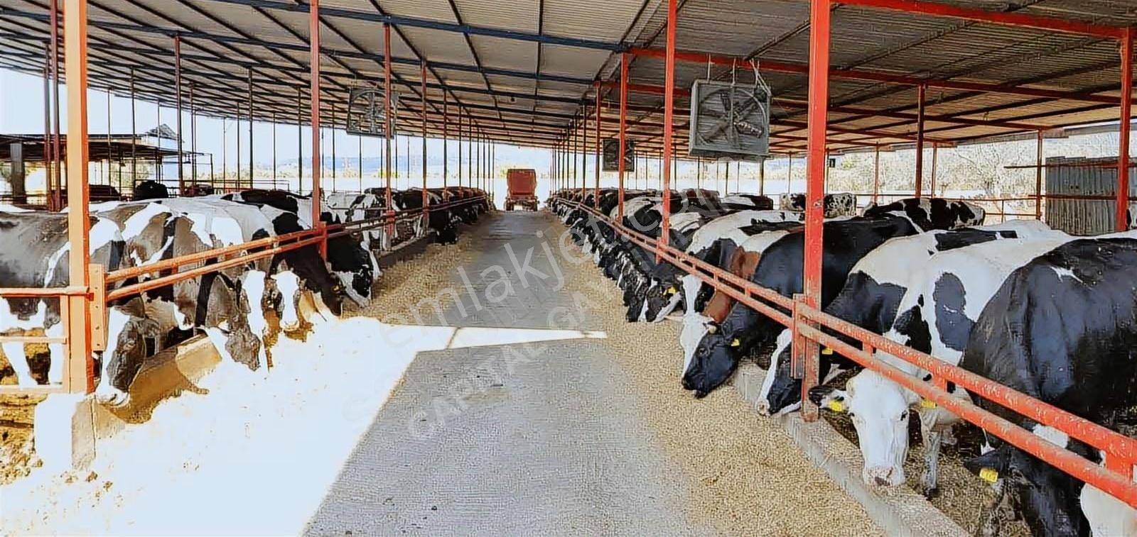 Capital Emlak'tan 500 Baş Kapasiteli Büyükbaş Hayvan İşletmesi - Görsel 5