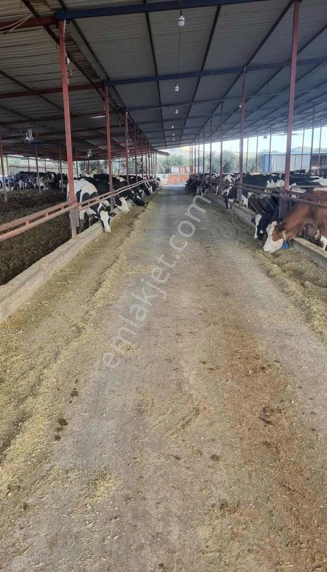 Capital Emlak'tan 500 Baş Kapasiteli Büyükbaş Hayvan İşletmesi - Görsel 11
