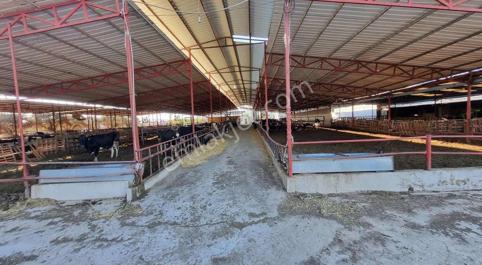 Capital Emlak'tan 500 Baş Kapasiteli Büyükbaş Hayvan İşletmesi - Görsel 16