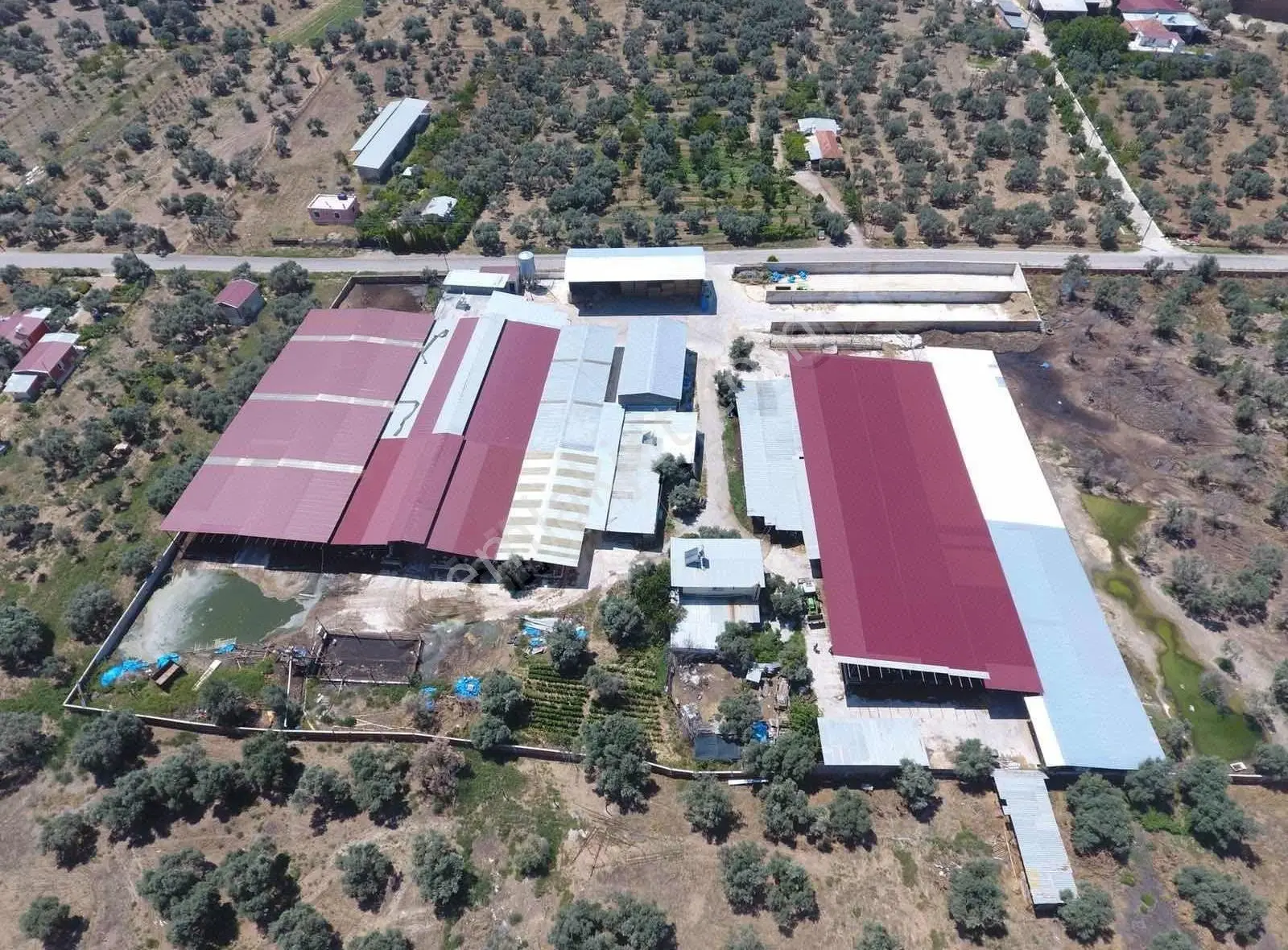 Capital Emlak'tan 500 Baş Kapasiteli Büyükbaş Hayvan İşletmesi
