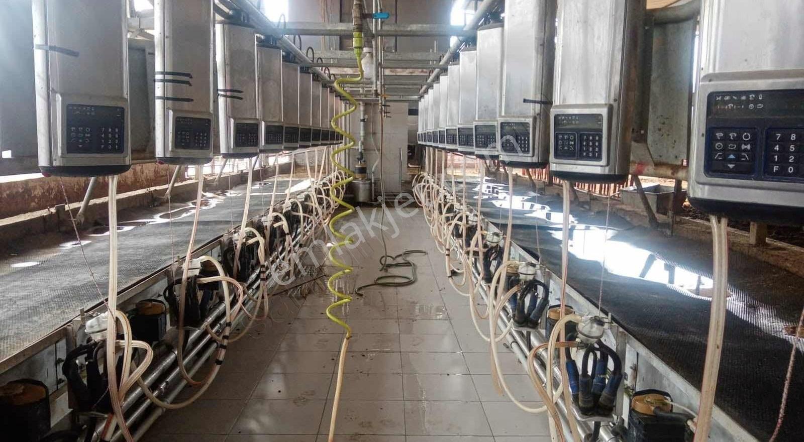 Capital Emlak'tan 500 Baş Kapasiteli Büyükbaş Hayvan İşletmesi - Görsel 30