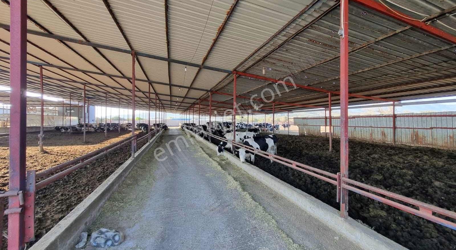 Capital Emlak'tan 500 Baş Kapasiteli Büyükbaş Hayvan İşletmesi - Görsel 6