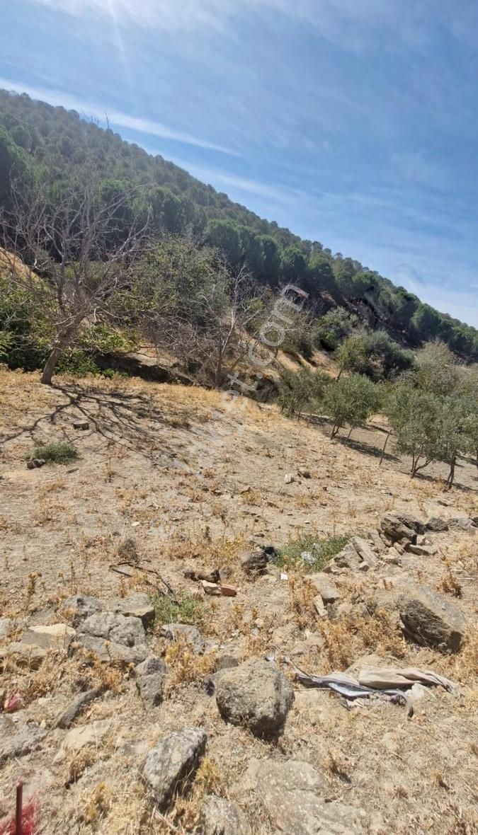 Gömeç Hacıhüseyinler Köy İmarında Satılık Bahçe - Görsel 4