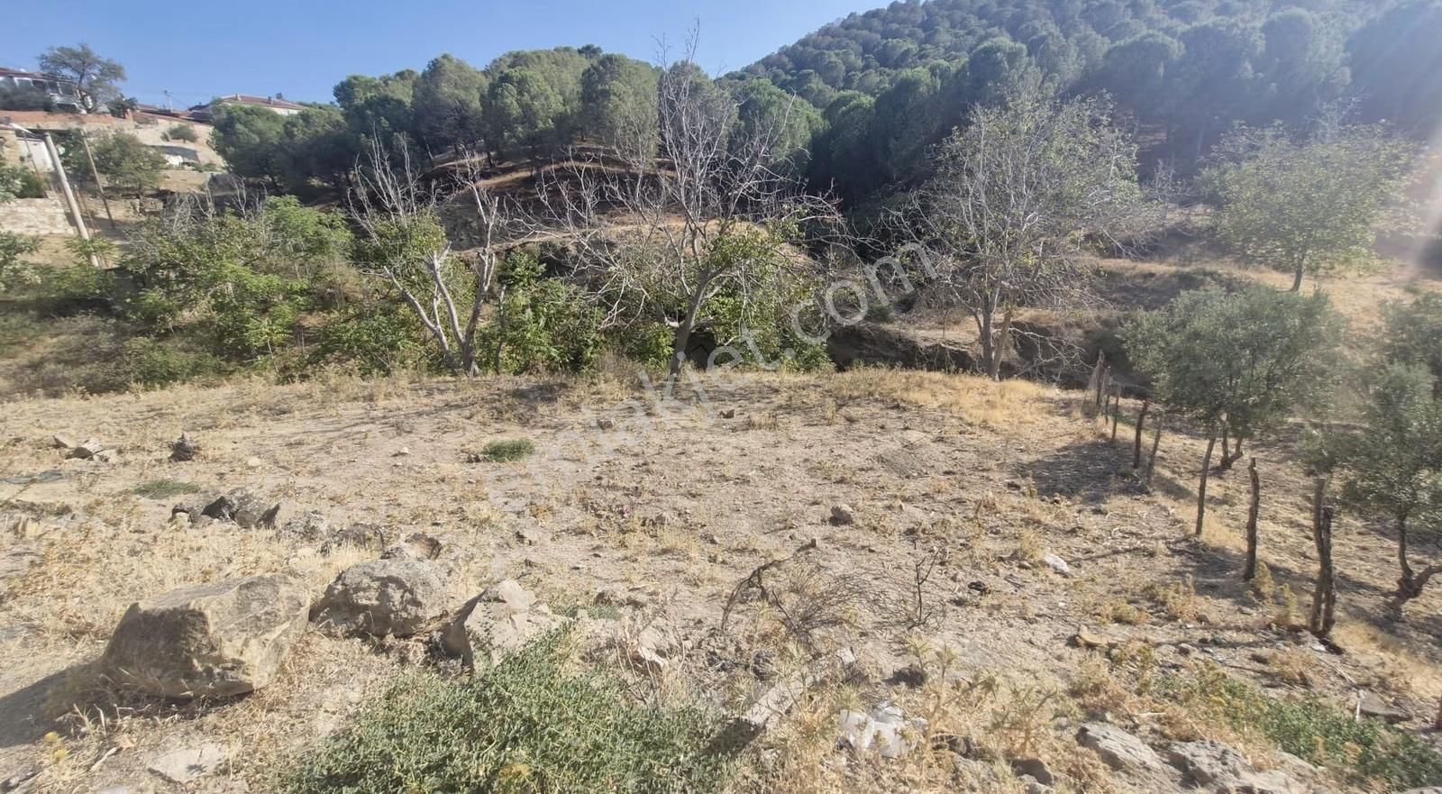 Gömeç Hacıhüseyinler Köy İmarında Satılık Bahçe - Görsel 9