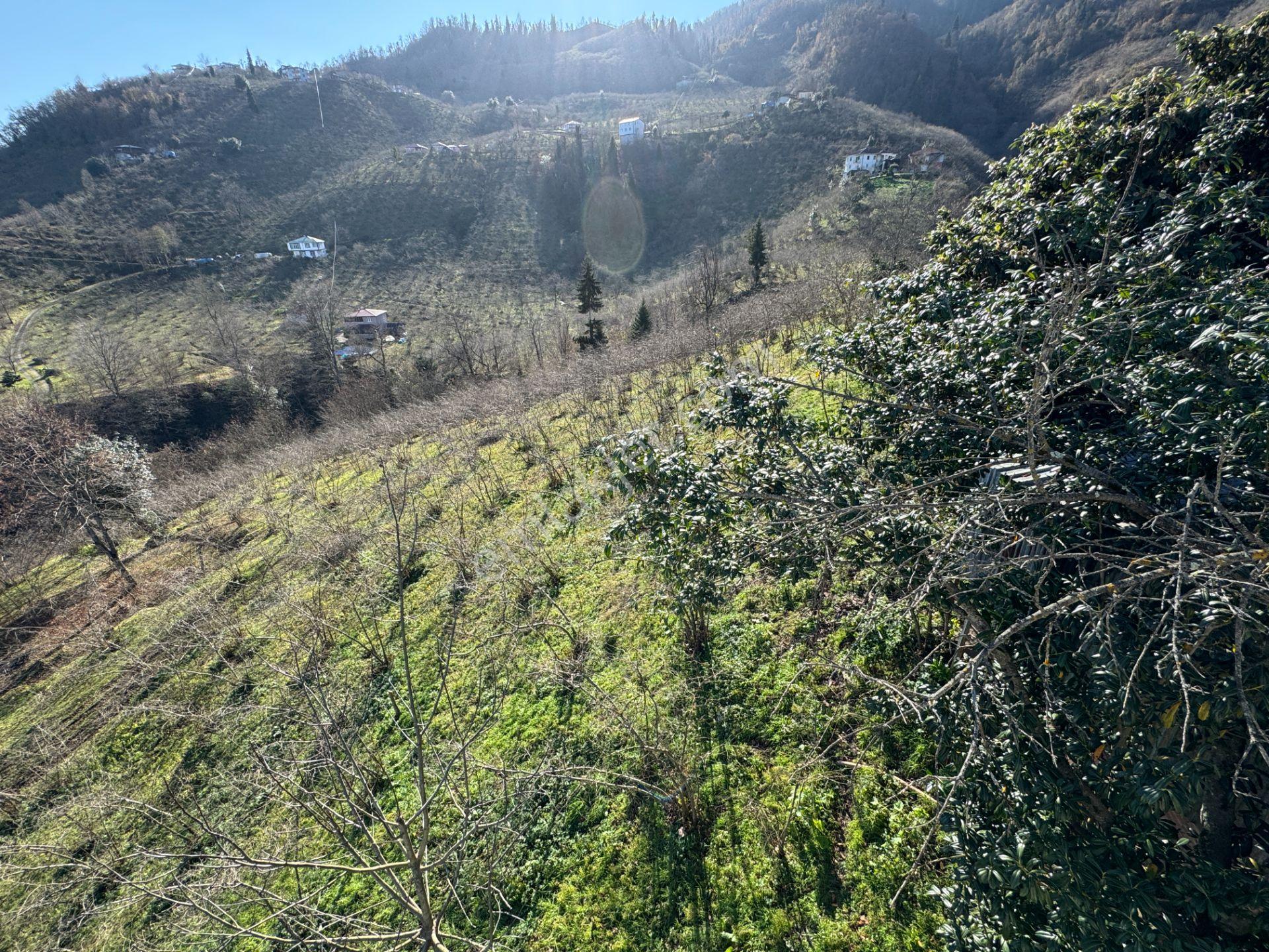 Trabzon Yomra Şanlı Mahallesi 8.136 M2 Satılık Arsa - Görsel 15