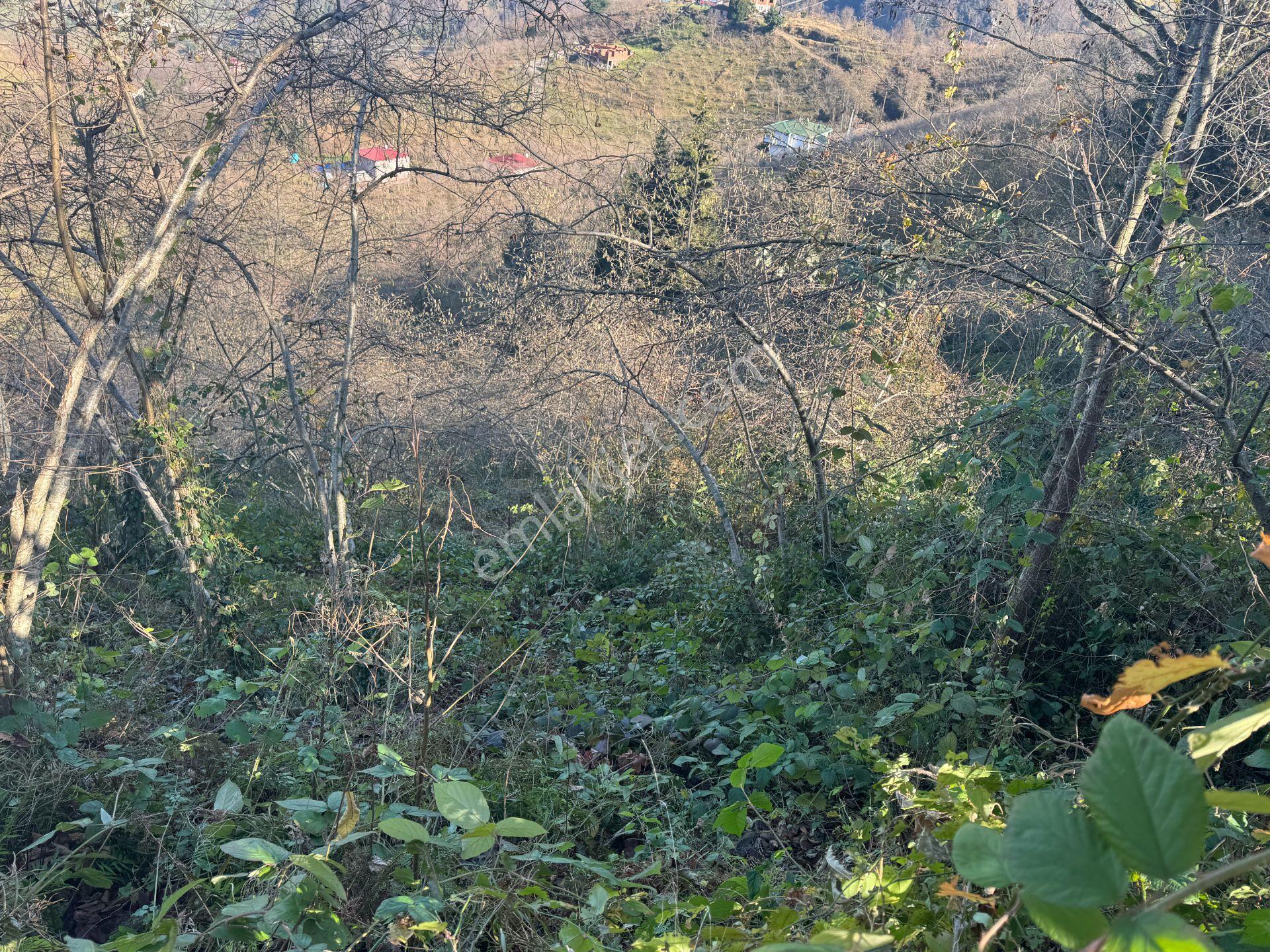 Trabzon Yomra Şanlı Mahallesi 8.136 M2 Satılık Arsa - Görsel 4