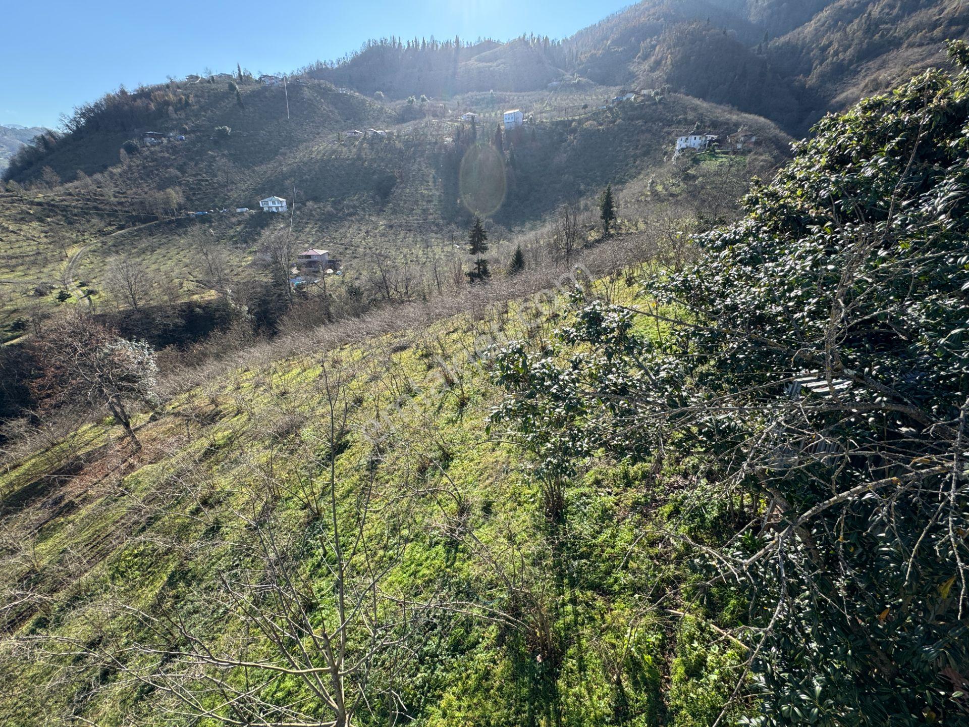 Trabzon Yomra Şanlı Mahallesi 8.136 M2 Satılık Arsa - Görsel 17