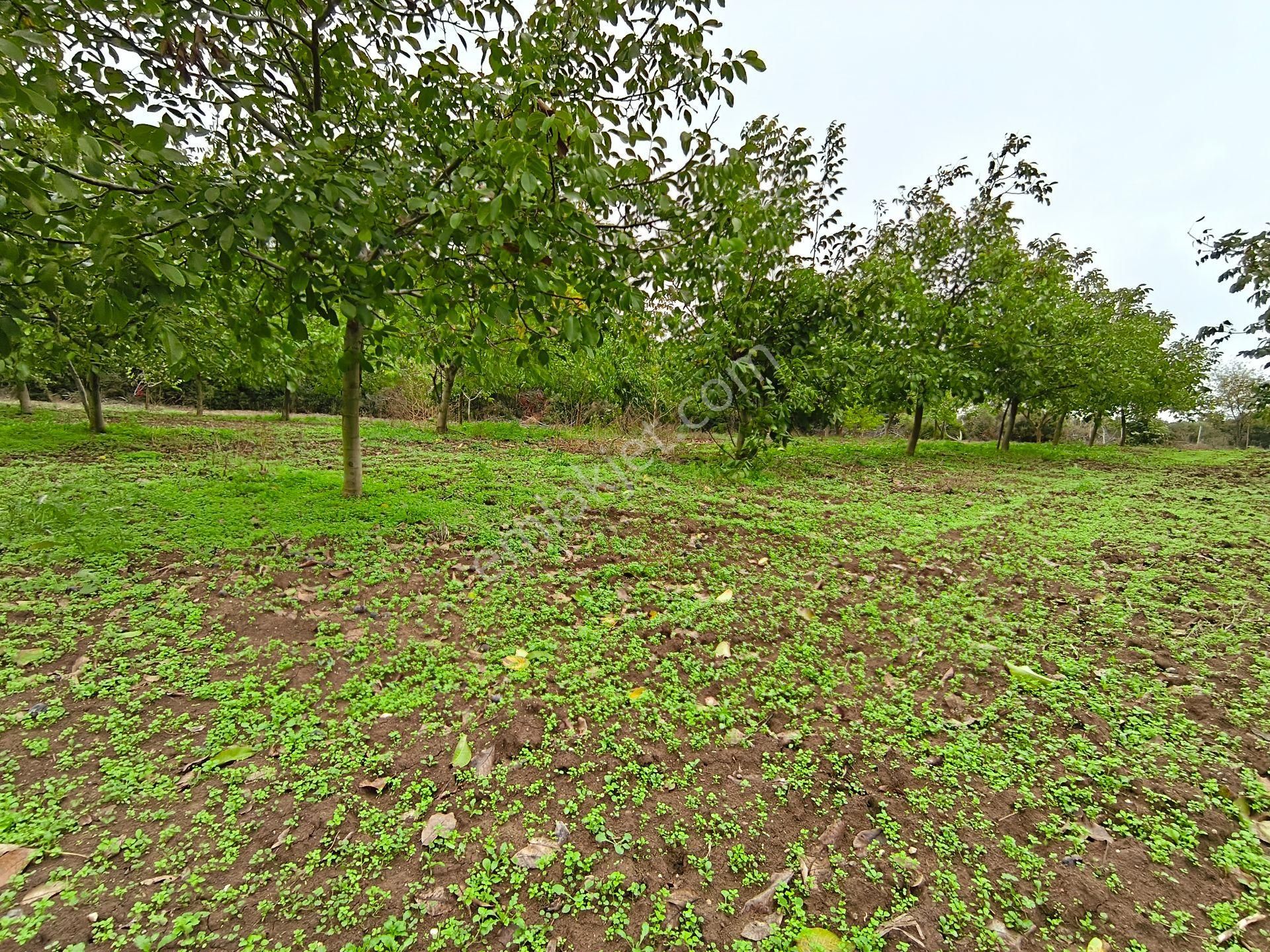 Bulut Yatırımdan 6340 M² İçerisine Villa Yapabileceğiniz Cevizlik - Görsel 7