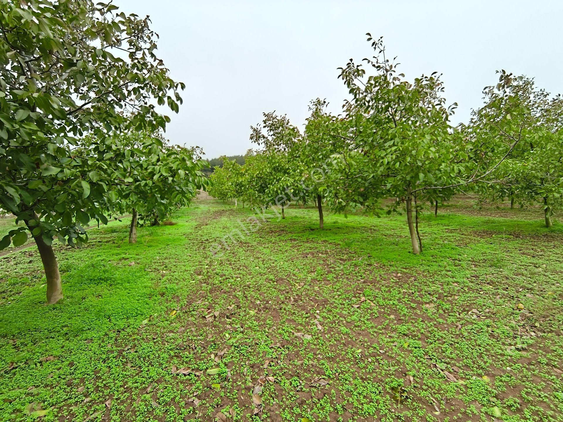 Bulut Yatırımdan 6340 M² İçerisine Villa Yapabileceğiniz Cevizlik - Görsel 4