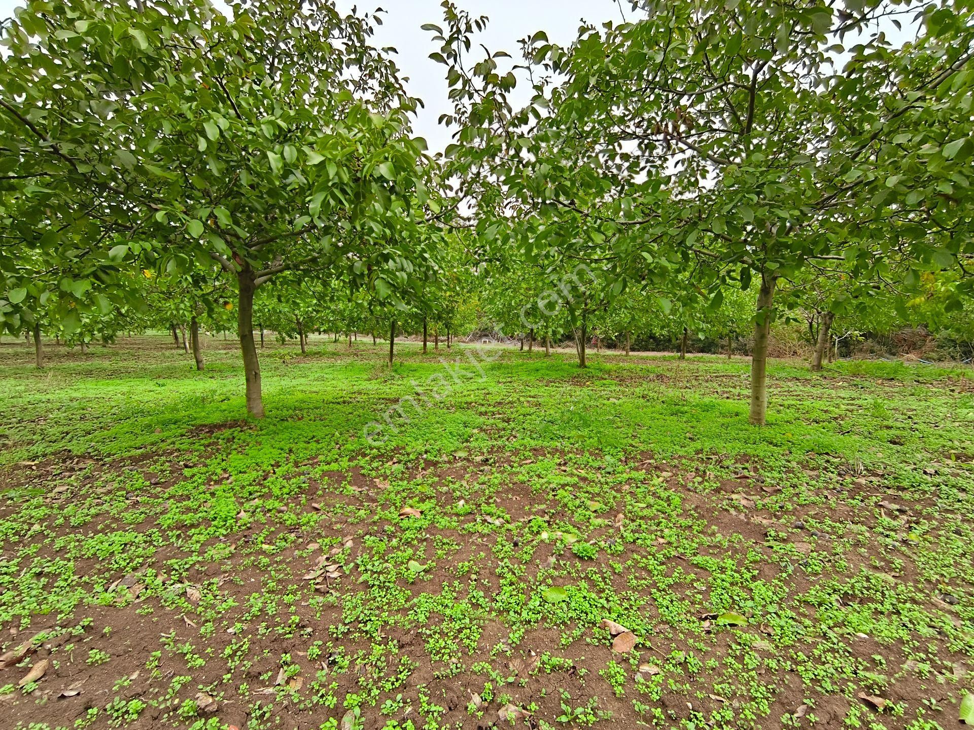 Bulut Yatırımdan 6340 M² İçerisine Villa Yapabileceğiniz Cevizlik - Görsel 5