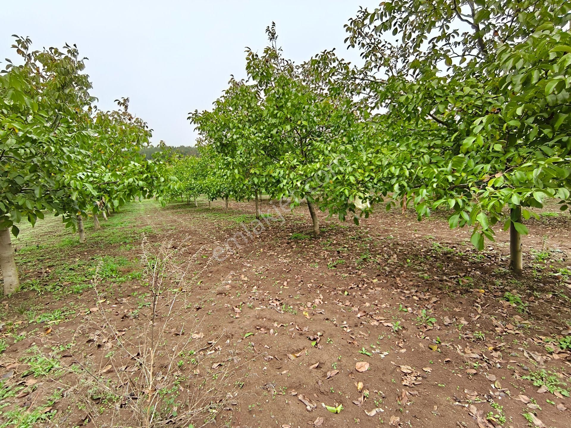 Bulut Yatırımdan 6340 M² İçerisine Villa Yapabileceğiniz Cevizlik - Görsel 11