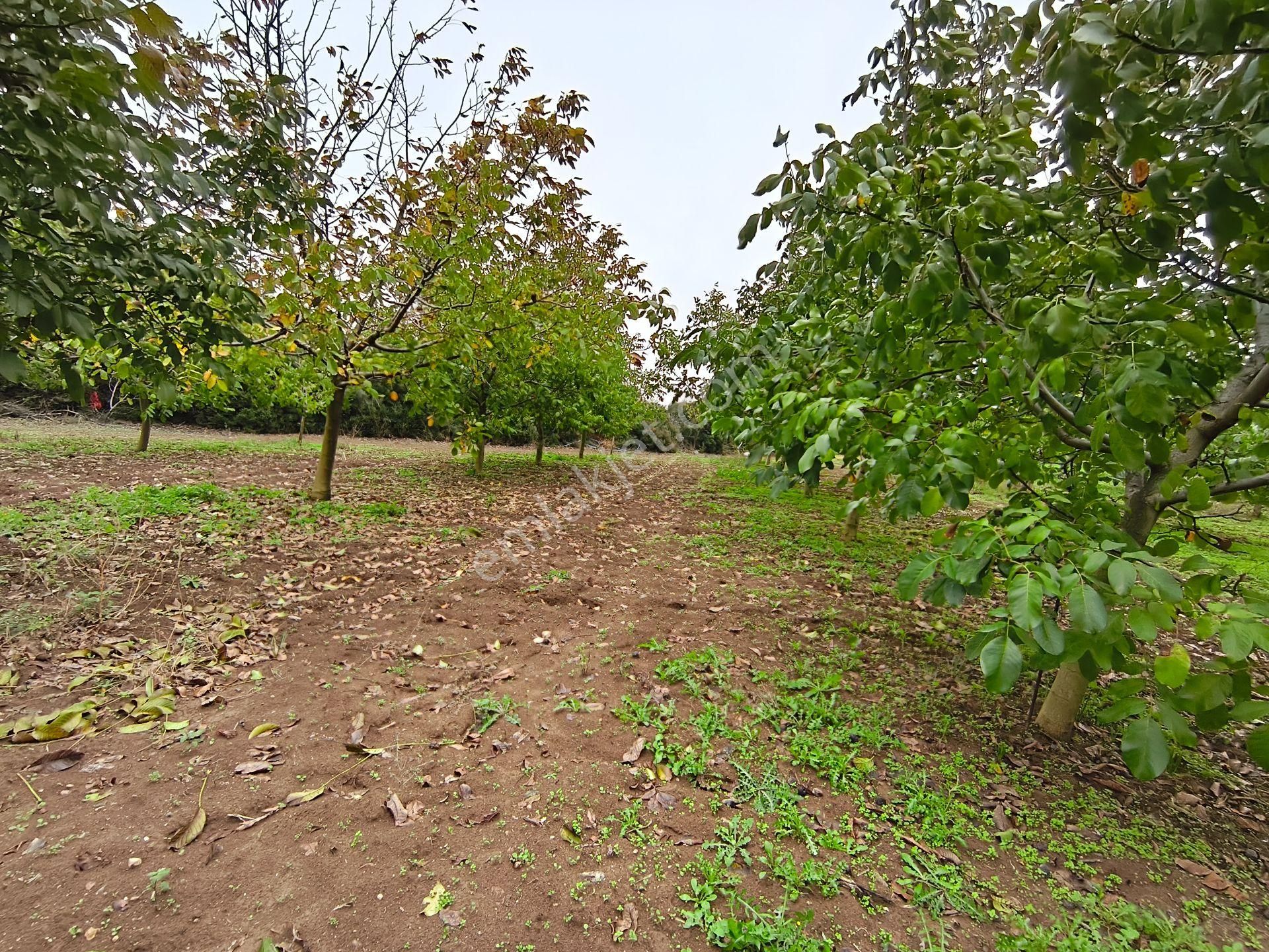 Bulut Yatırımdan 6340 M² İçerisine Villa Yapabileceğiniz Cevizlik - Görsel 13