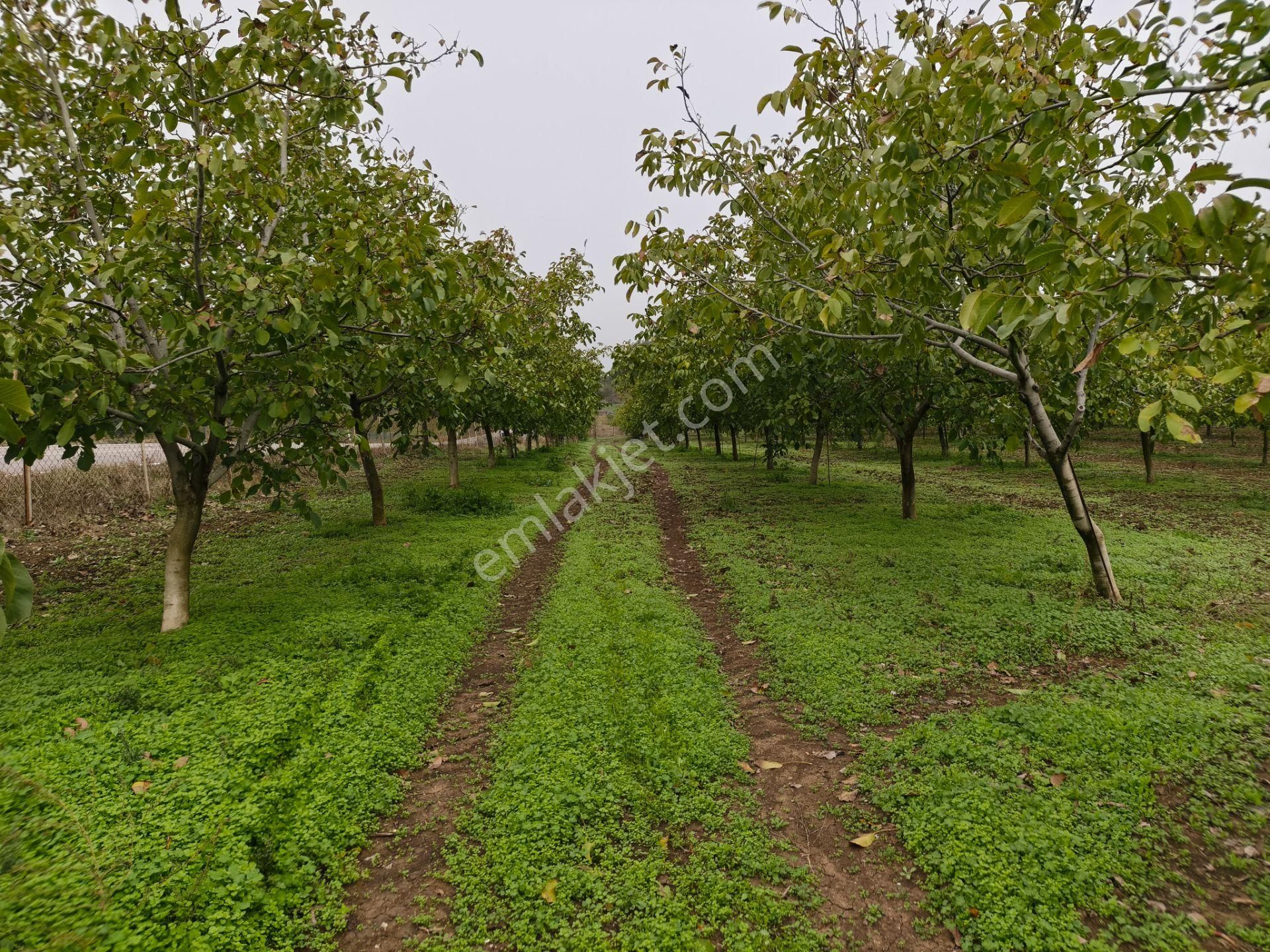 Bulut Yatırımdan 6340 M² İçerisine Villa Yapabileceğiniz Cevizlik - Görsel 18