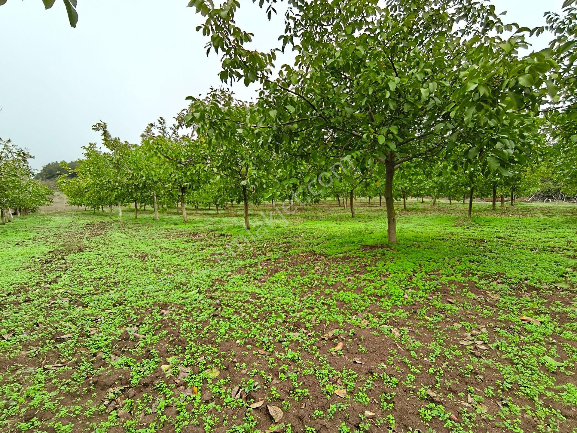 Bulut Yatırımdan 6340 M² İçerisine Villa Yapabileceğiniz Cevizlik - Görsel 6