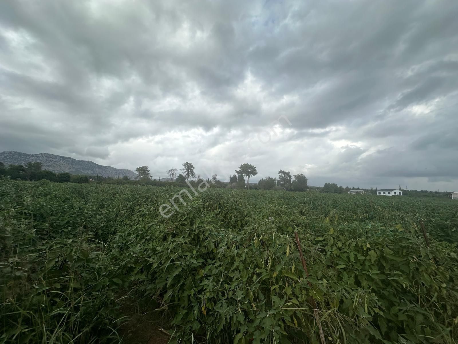 Konyaaltı Aşağıkaraman’da 7.400 M2 Kiralık Tarlamız - Görsel 16
