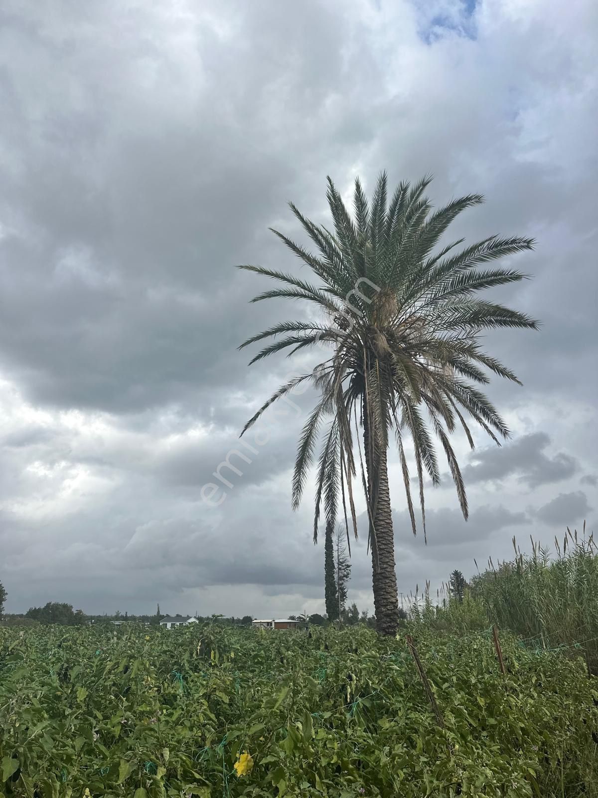 Konyaaltı Aşağıkaraman’da 7.400 M2 Kiralık Tarlamız - Görsel 22