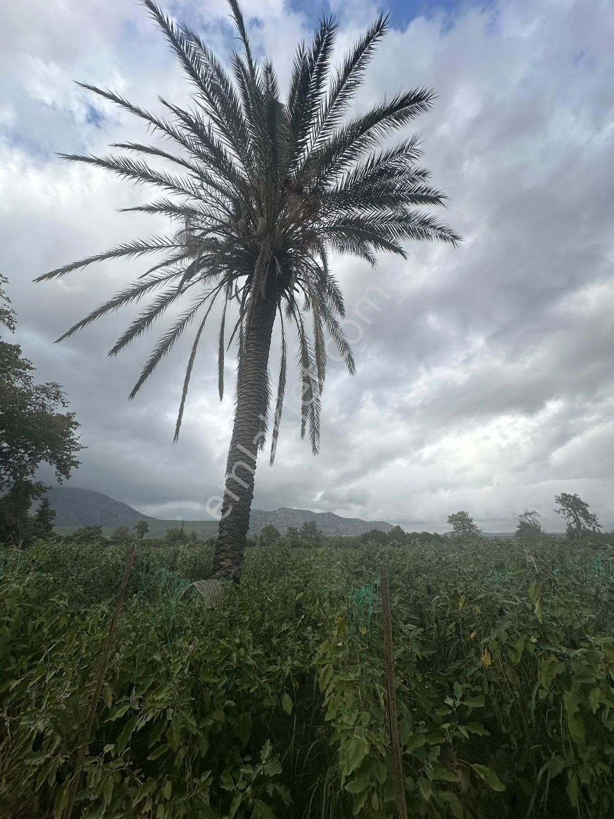 Konyaaltı Aşağıkaraman’da 7.400 M2 Kiralık Tarlamız - Görsel 18