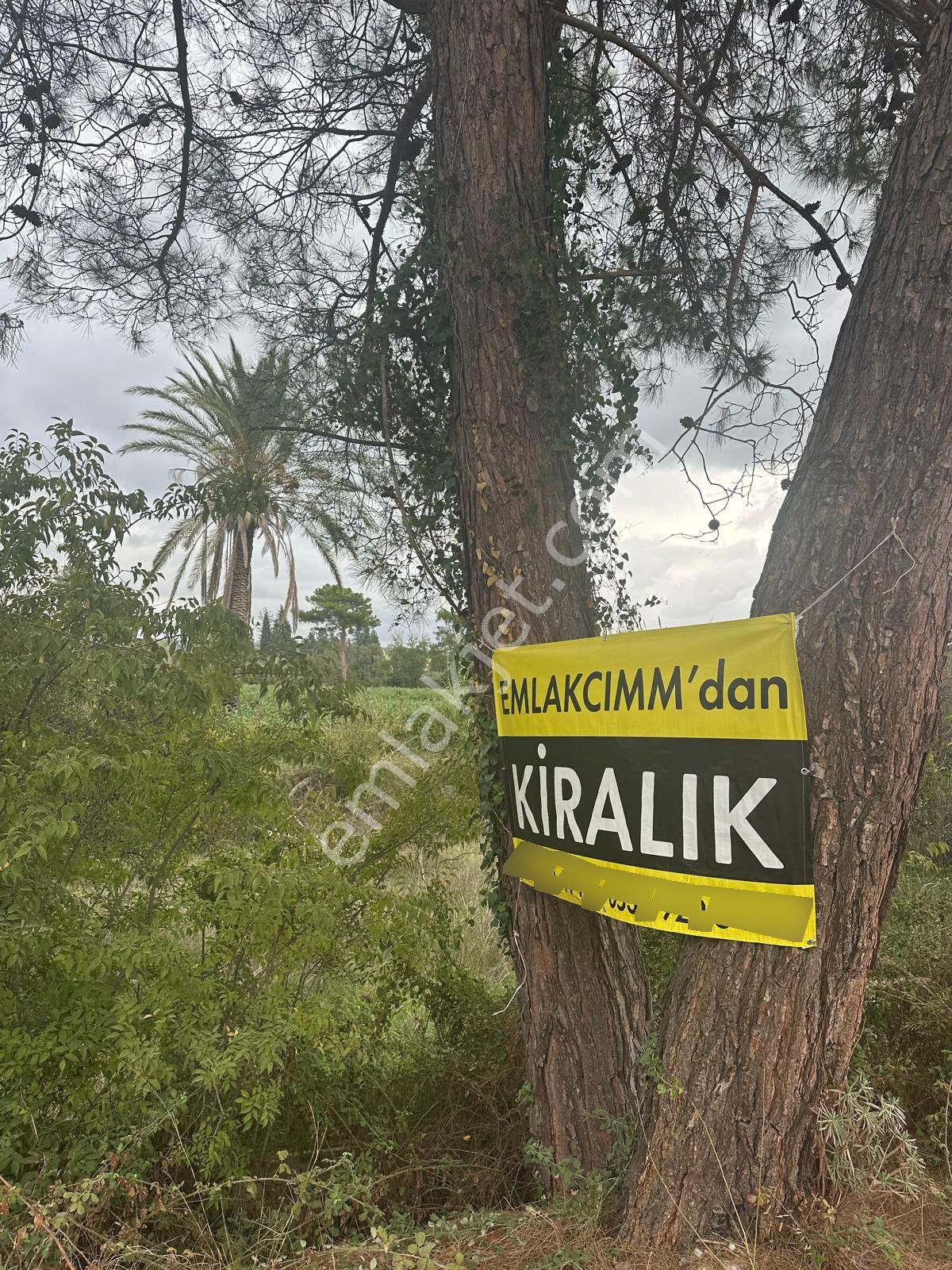 Konyaaltı Aşağıkaraman’da 7.400 M2 Kiralık Tarlamız - Görsel 3