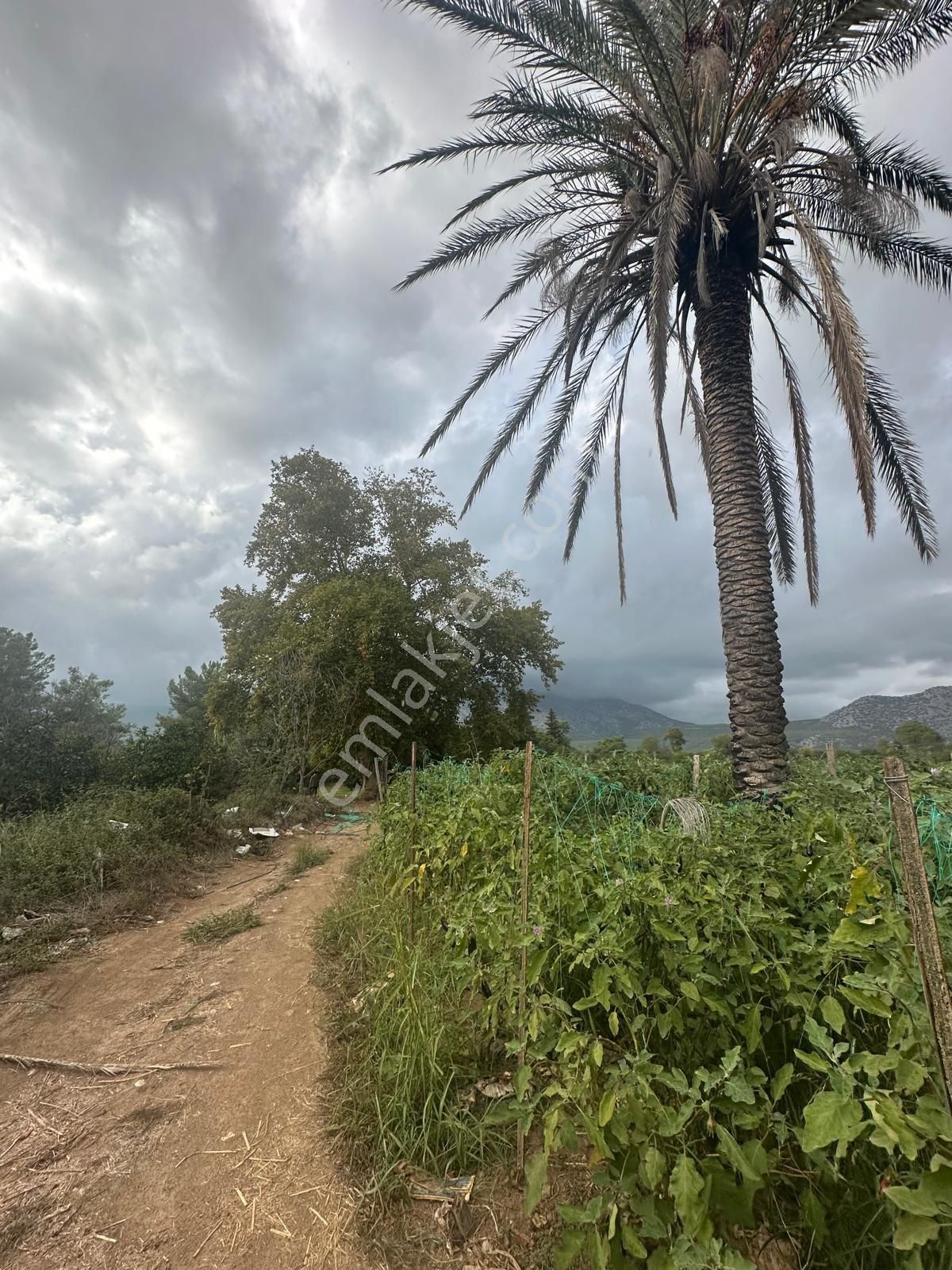 Konyaaltı Aşağıkaraman’da 7.400 M2 Kiralık Tarlamız - Görsel 7