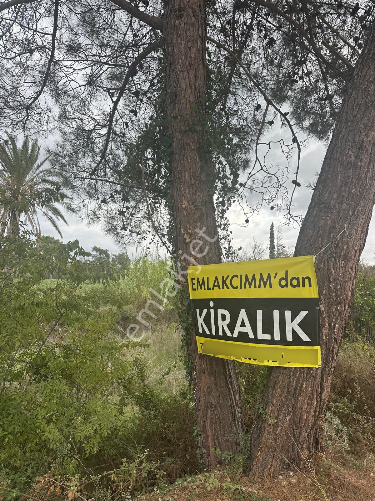 Konyaaltı Aşağıkaraman’da 7.400 M2 Kiralık Tarlamız - Görsel 8