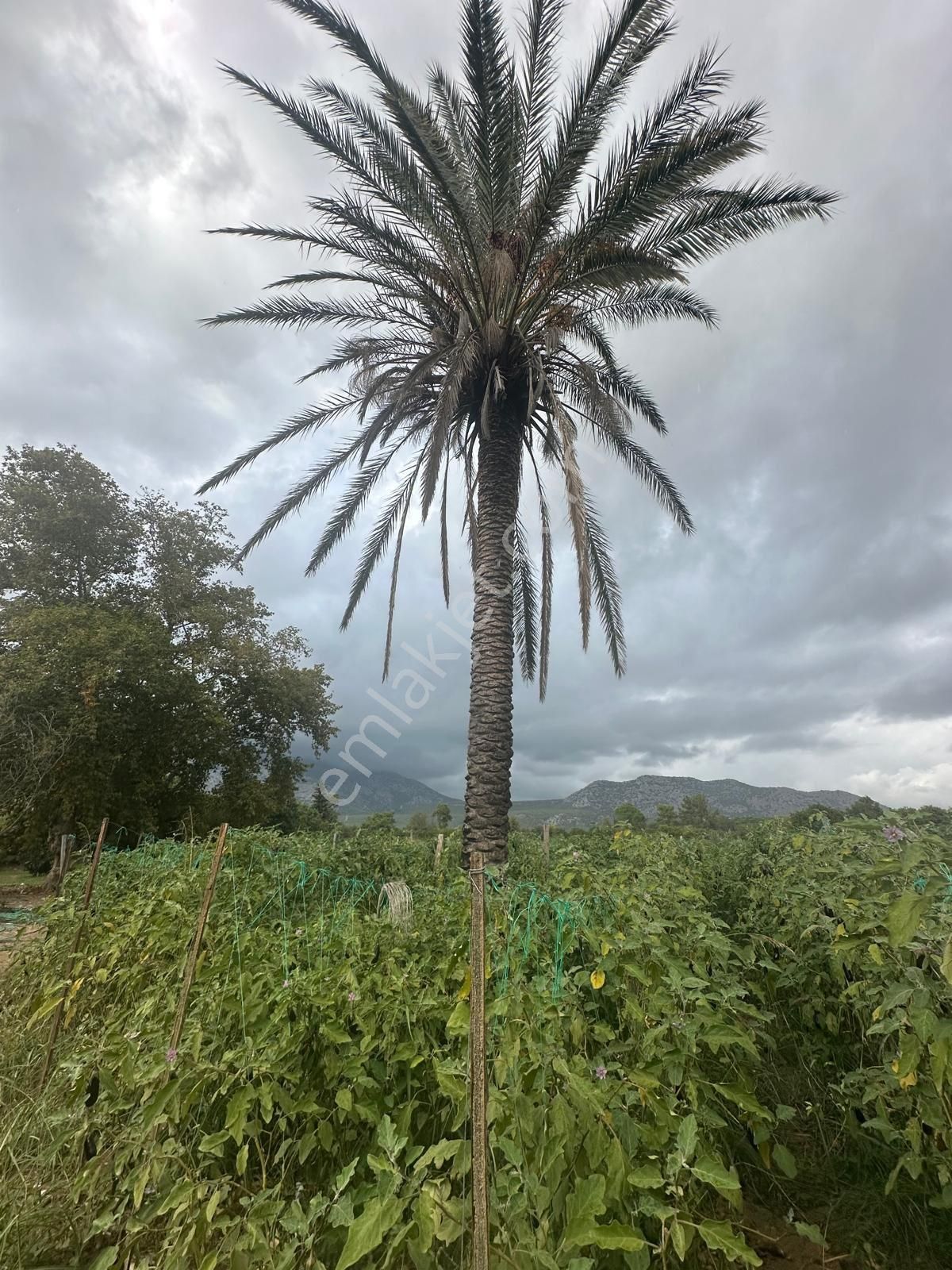 Konyaaltı Aşağıkaraman’da 7.400 M2 Kiralık Tarlamız - Görsel 10