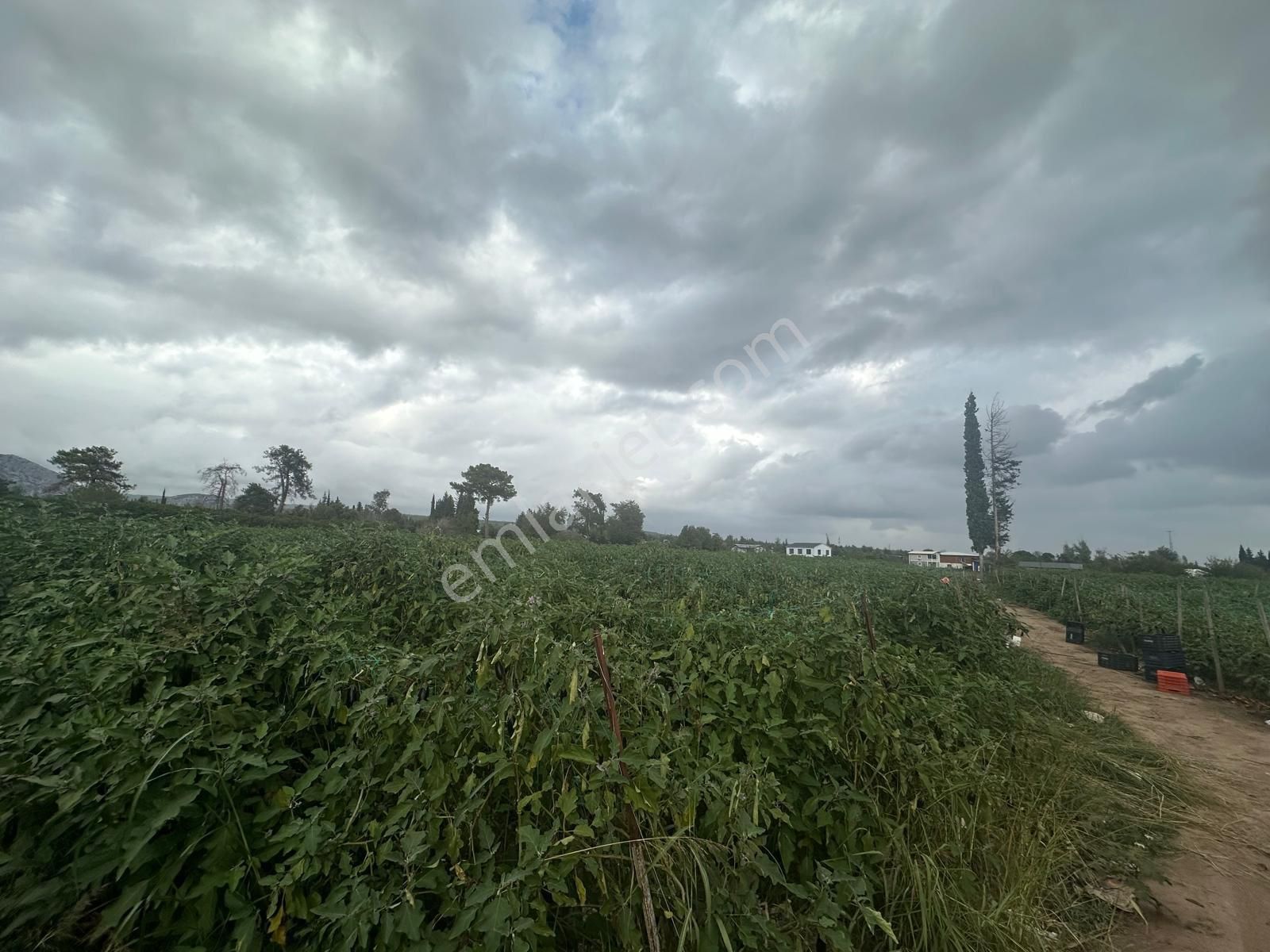 Konyaaltı Aşağıkaraman’da 7.400 M2 Kiralık Tarlamız - Görsel 15