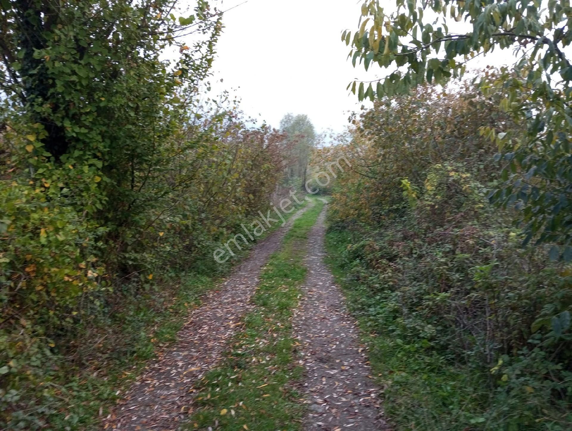 Satılık Fındık Tarlası - Görsel 22