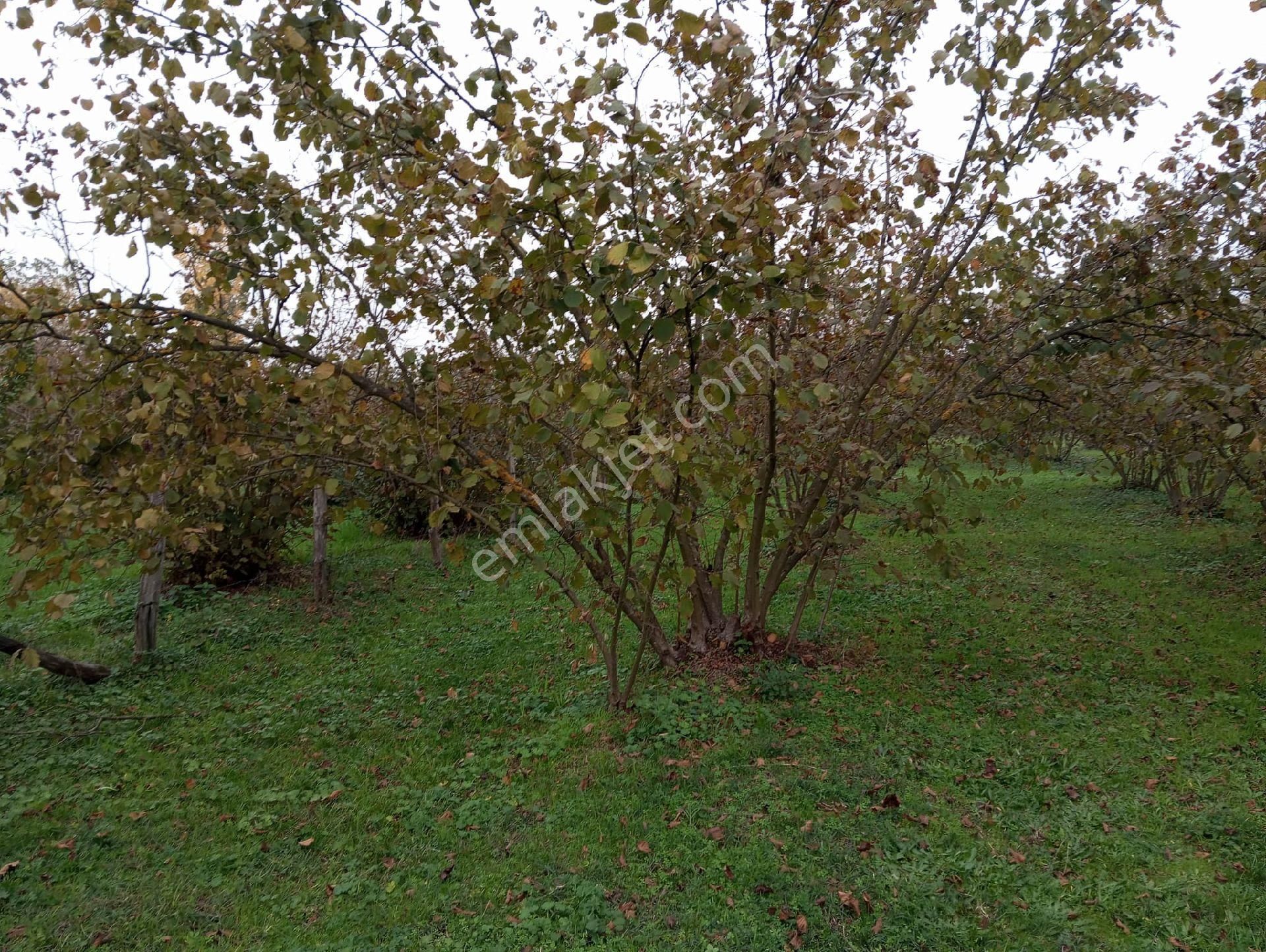 Satılık Fındık Tarlası - Görsel 10