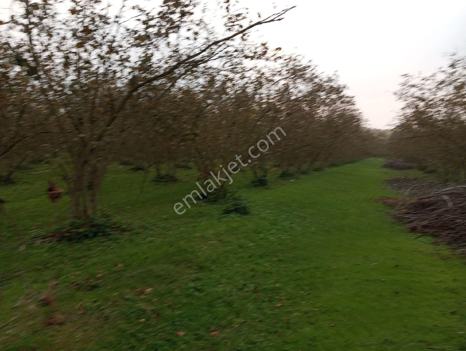 Satılık Fındık Tarlası - Görsel 16