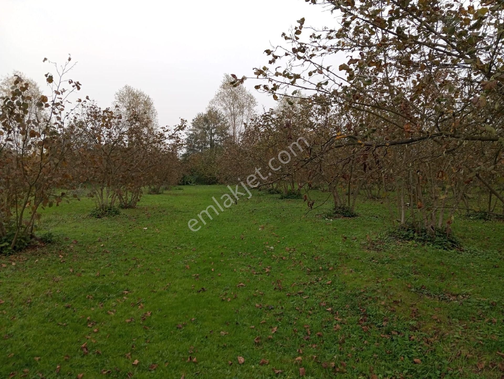 Satılık Fındık Tarlası - Görsel 17